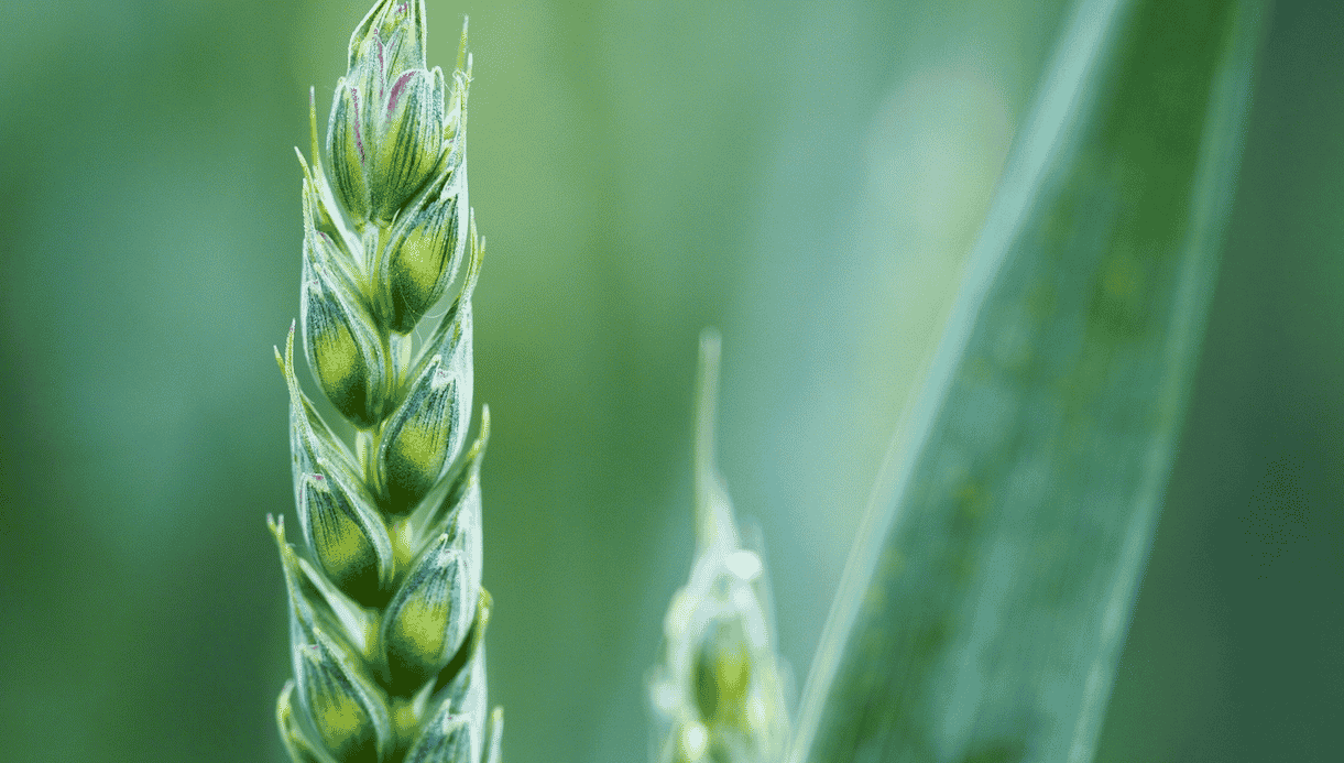 Agriculture blé