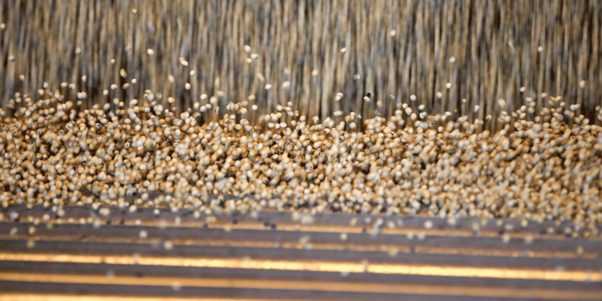 4,8 millions de tonnes de soja utilisées tous les ans pour nourrir les consommés en France.