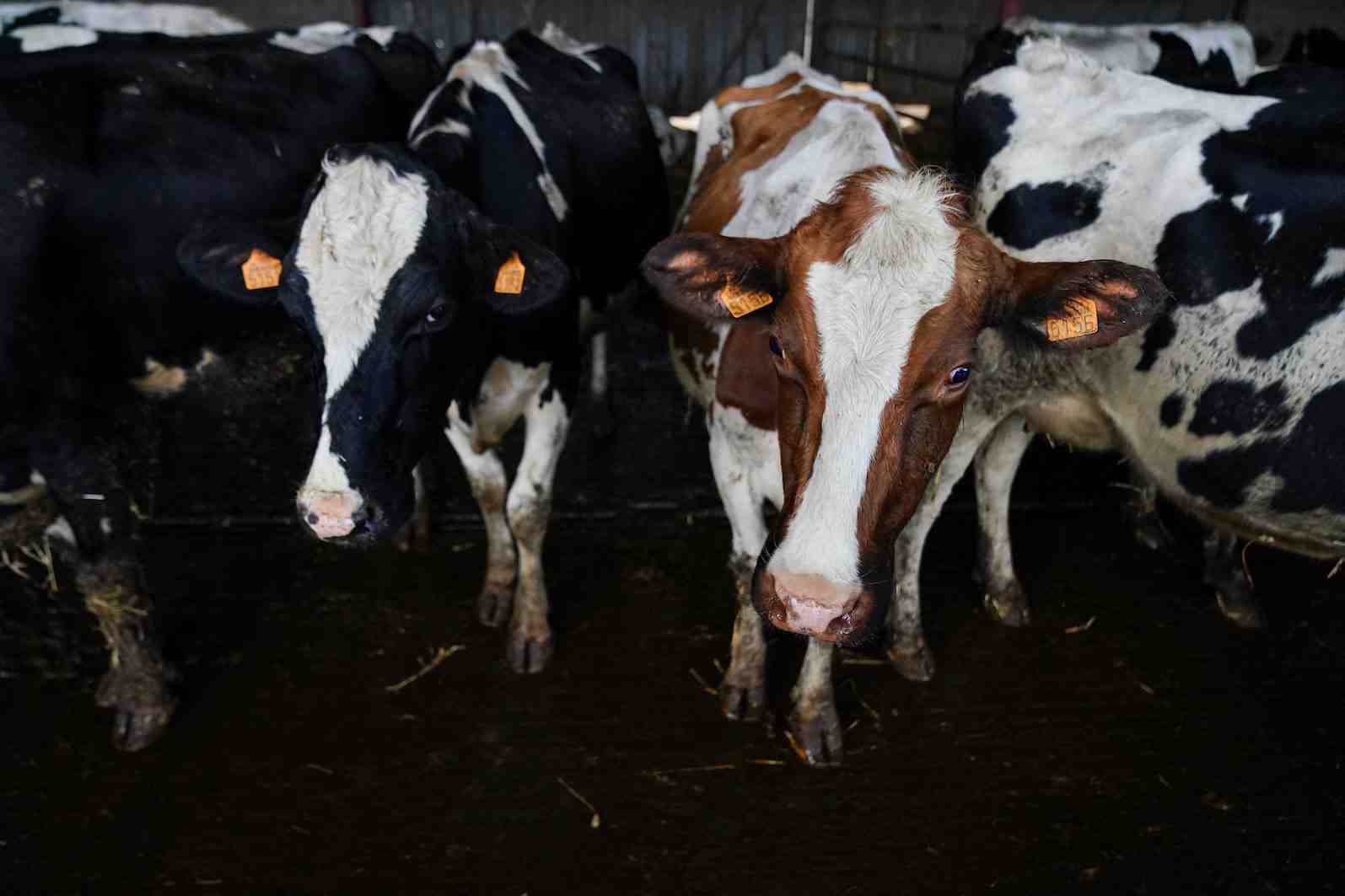 Parfois même asymptomatique, la MHE est d'un point de vue sanitaire moins inquiétante que la grippe aviaire. Non contagieuse, elle ne se transmet ni directement entre animaux ni aux humains, ce qui exclut la nécessité d'abattre les bêtes malades.