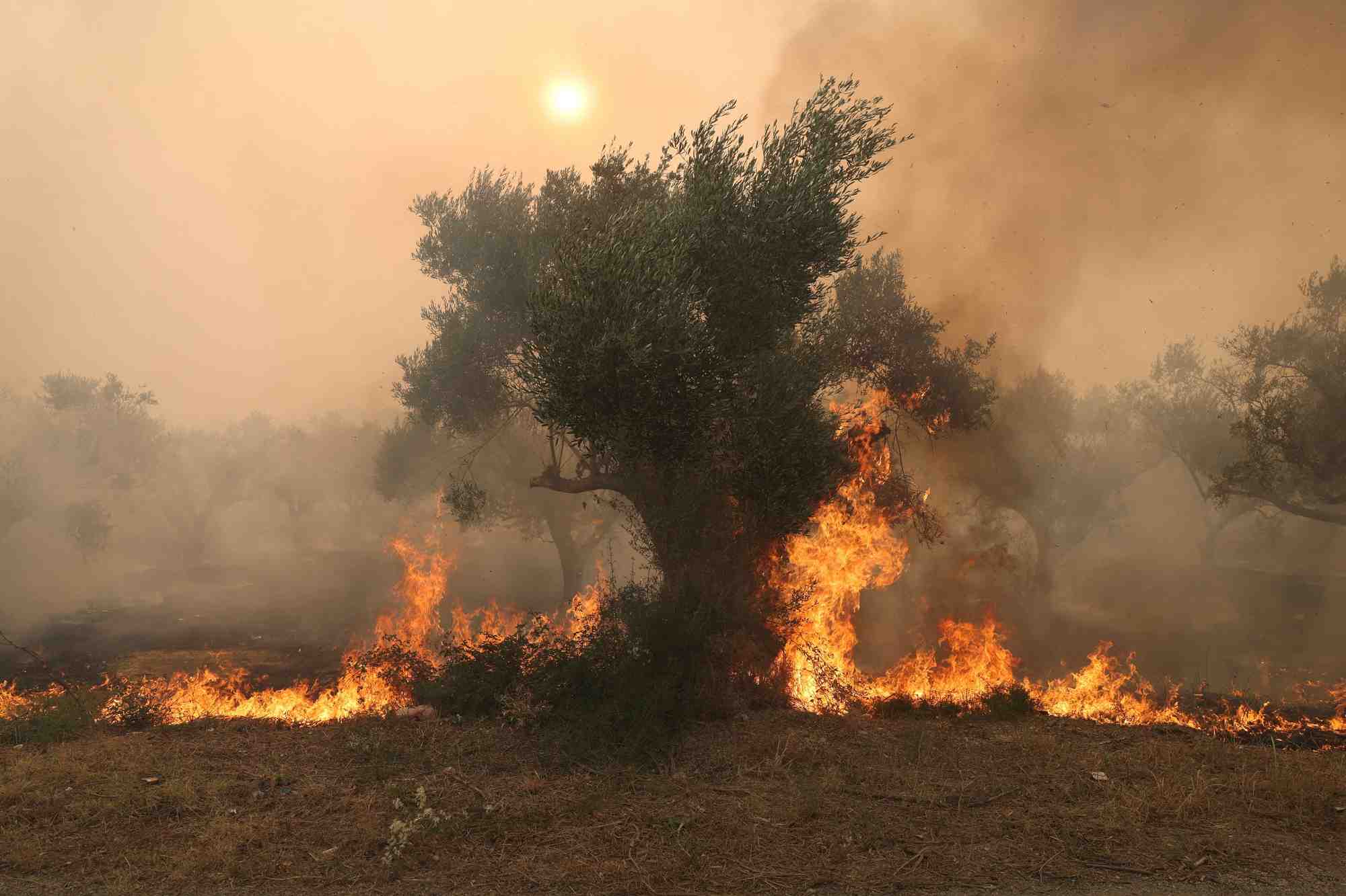 Des flammes brulent un arbre alors qu'un feu de foret fait rage a alexandroupolis, dans la region d'evros, en grece
