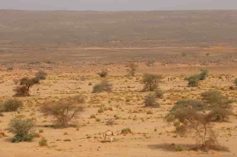 Une centaine de migrants secourus dans le desert au niger