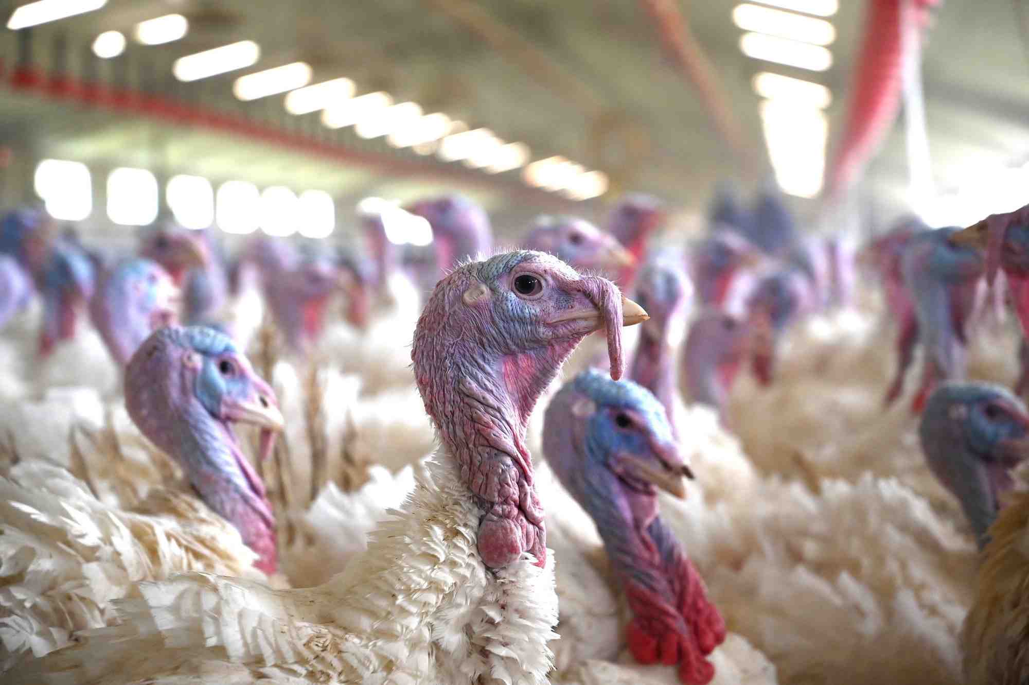 L’arrêt programmé de l’abattoir de Blancafort met à mal l’ensemble de filière avicole en Centre-Val de Loire, qui représente 150 éleveurs.