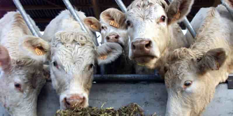 Camion-abattoir, caisson d'abattage sur roues prolongeant des sites fixes existants ou nouveaux... Les formats varient, mais le financement pose invariablement problème.