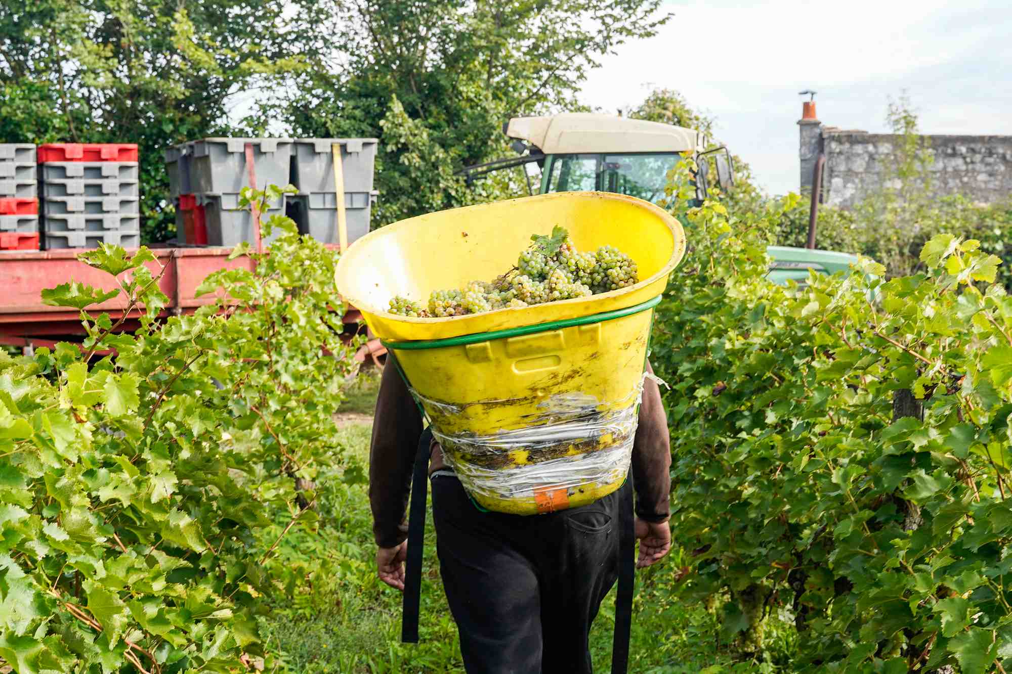 Loin de la remplacer, les travailleurs agricoles étrangers viennent combler un manque de main d'œuvre locale, due à la pénibilité du métier, aux faibles rémunérations, mais aussi au manque d'expérience.