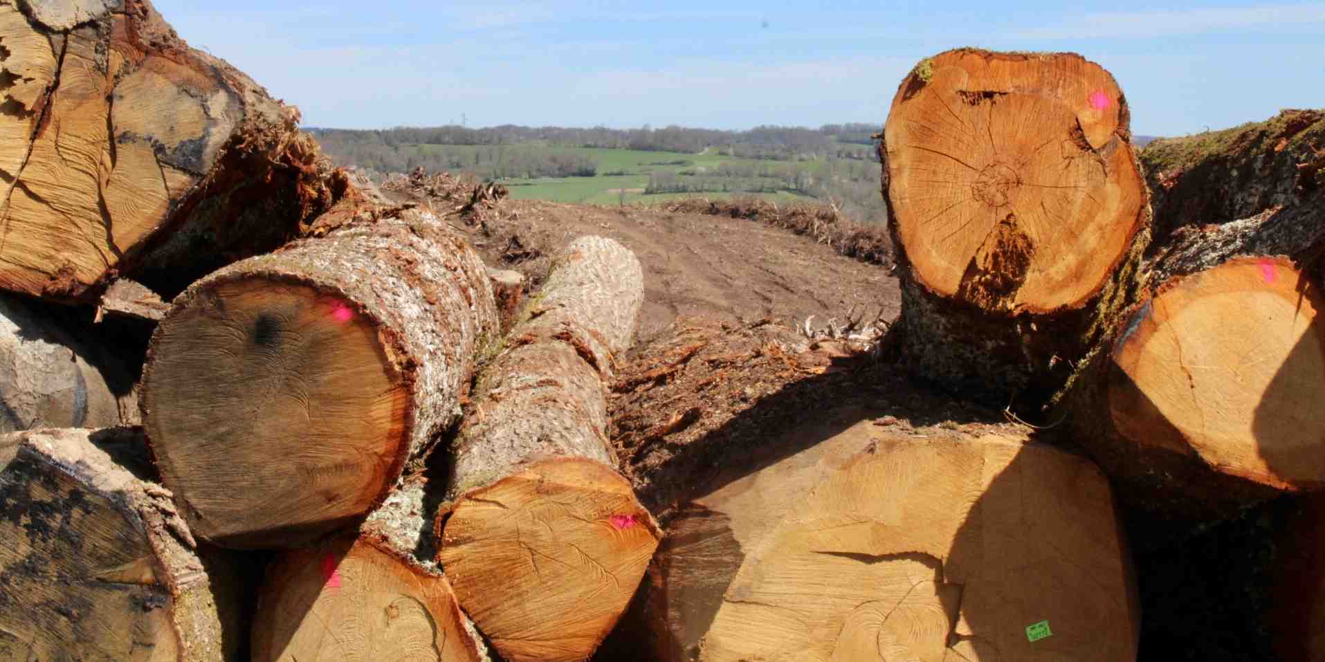Les vagues de chaleur, épisodes de sécheresse, tempêtes et inondations entraînent une hausse de la sinistralité pour les entreprises de la filière bois.