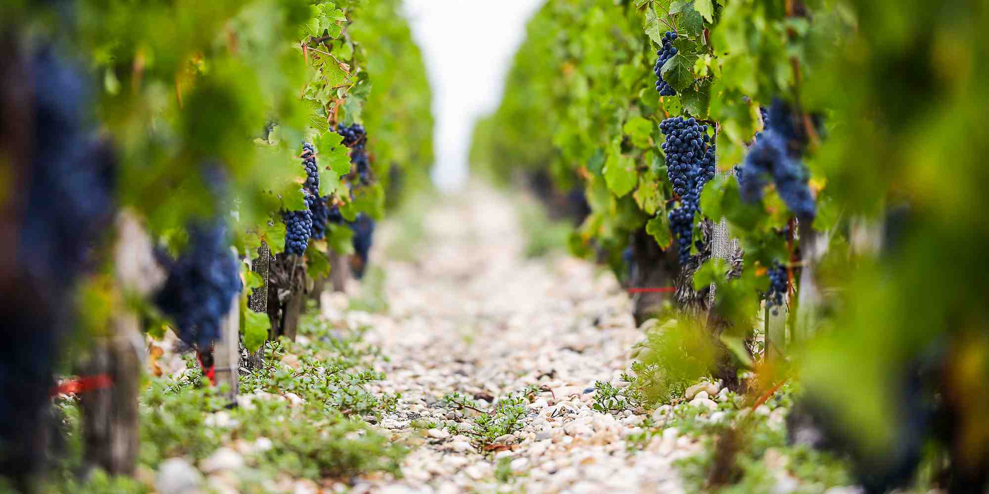 Une cinquantaine de domaines détenus par des Chinois sont à vendre dans le vignoble bordelais.