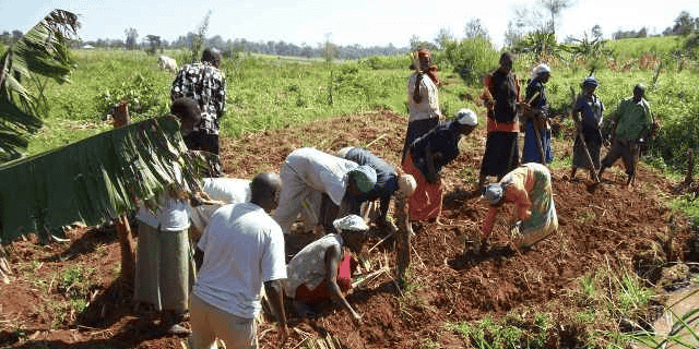 Kenya Agriculture