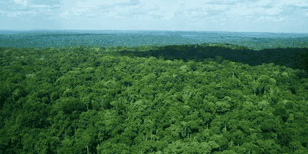 Forêt Amazone