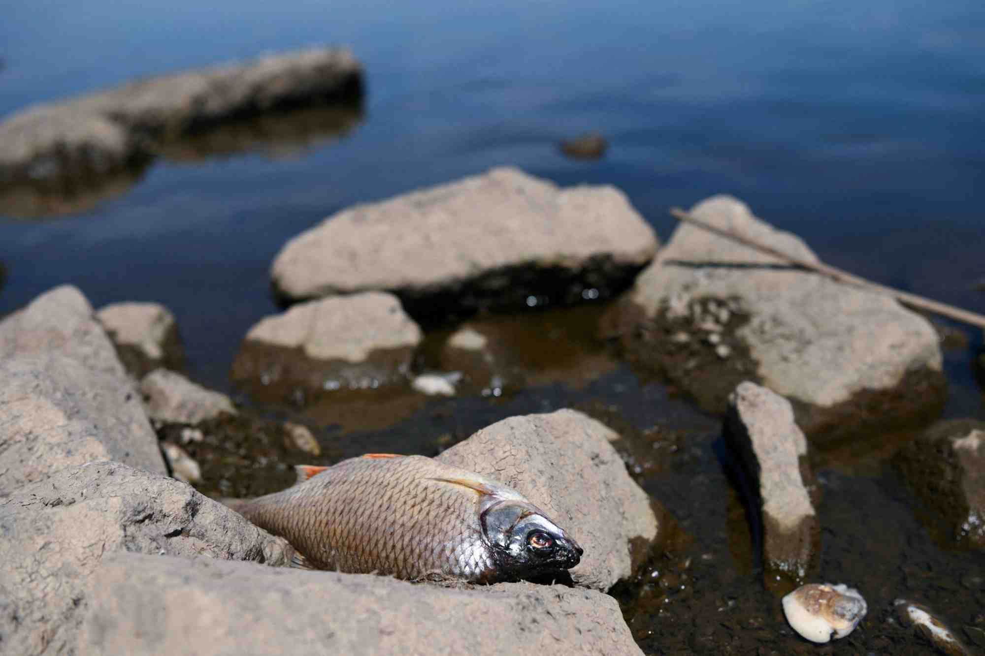 Pologne: cinq tonnes de poissons morts repeches dans l'oder