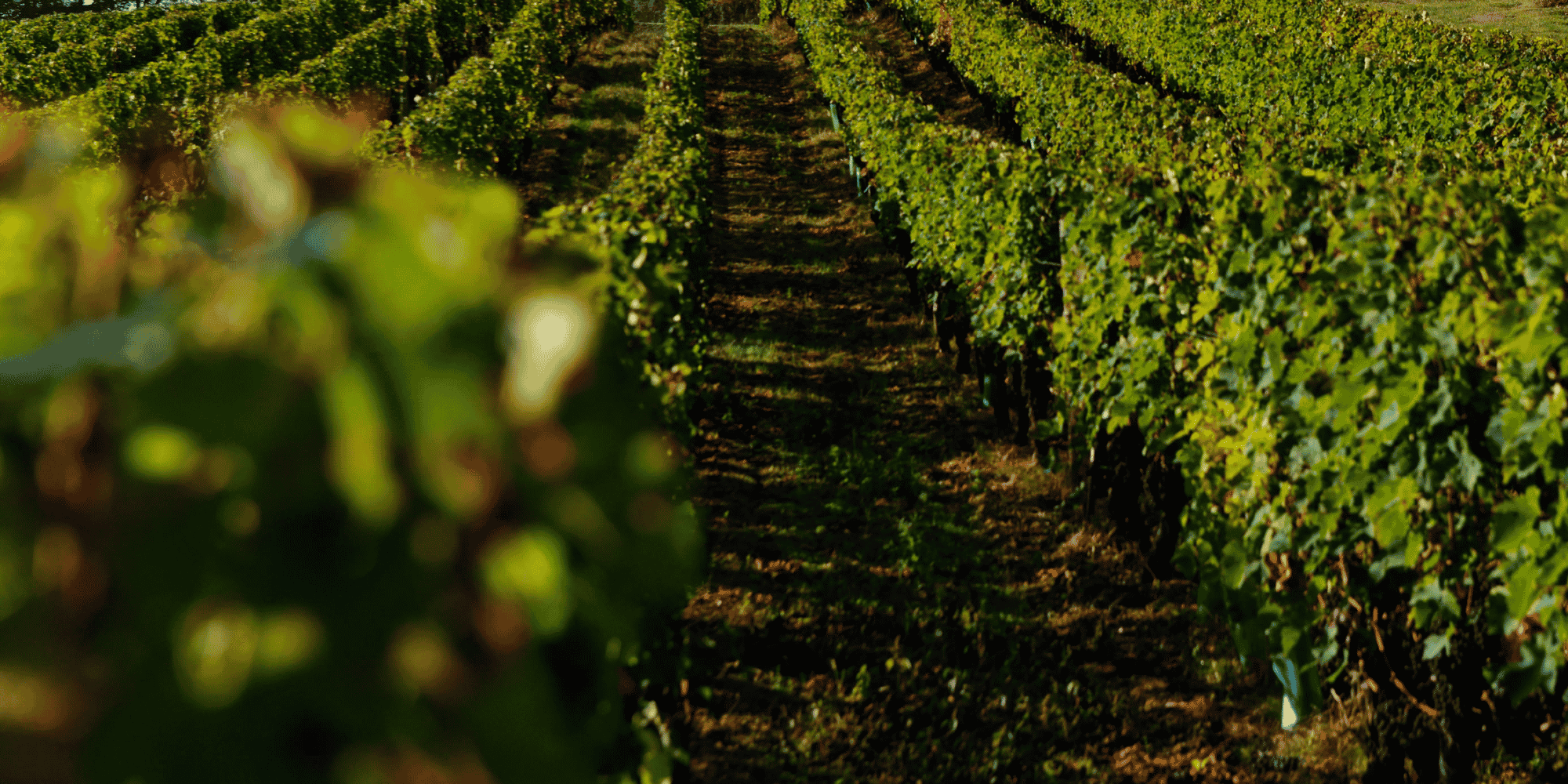 Château La Croizille Saint-Emilion