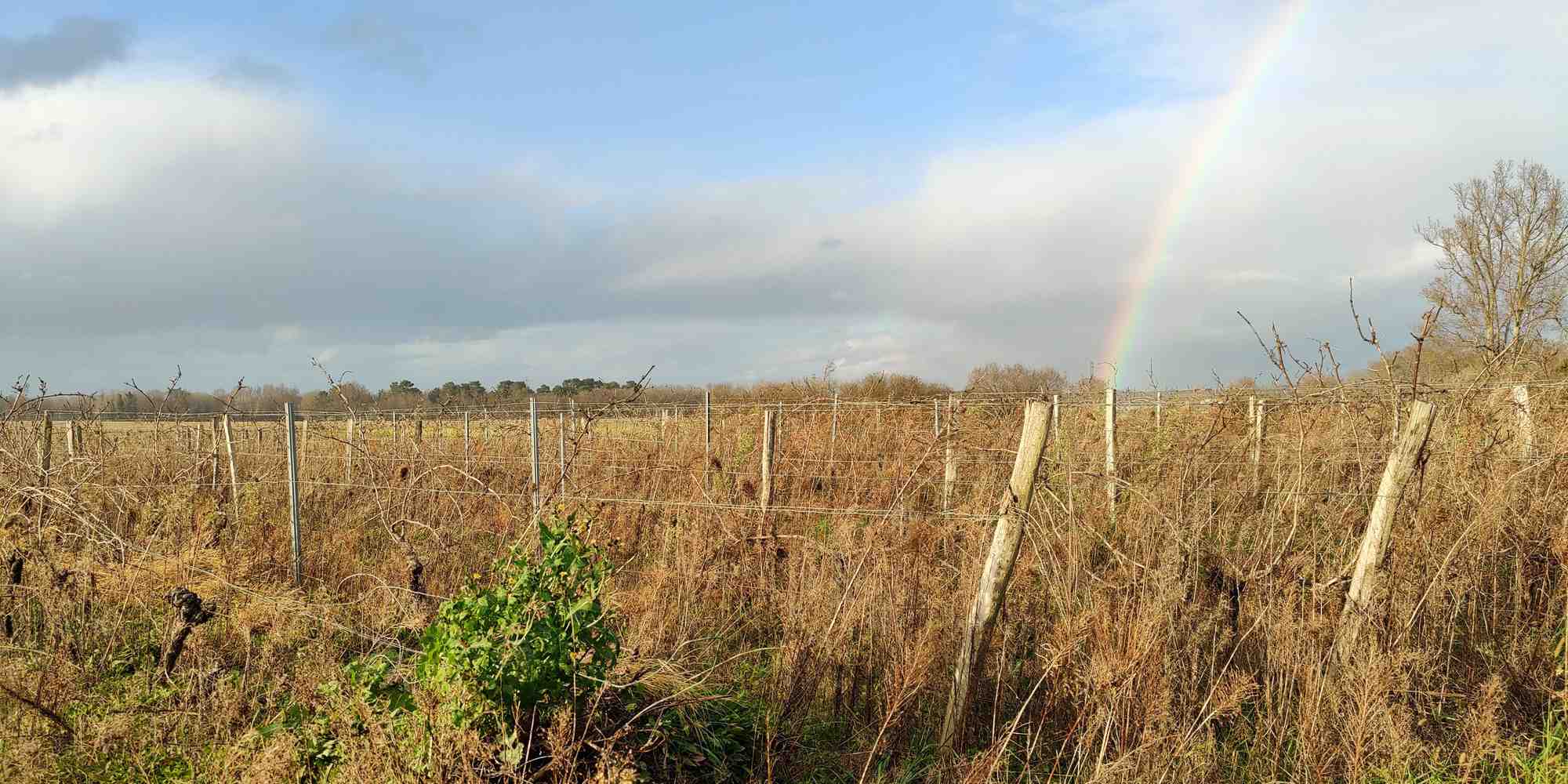 Le périmètre de Groupama Centre Atlantique couvre notamment les vignoble de Bordeaux et de Cognac, tous deux en difficulté. Ici des vignes en friche en Gironde.