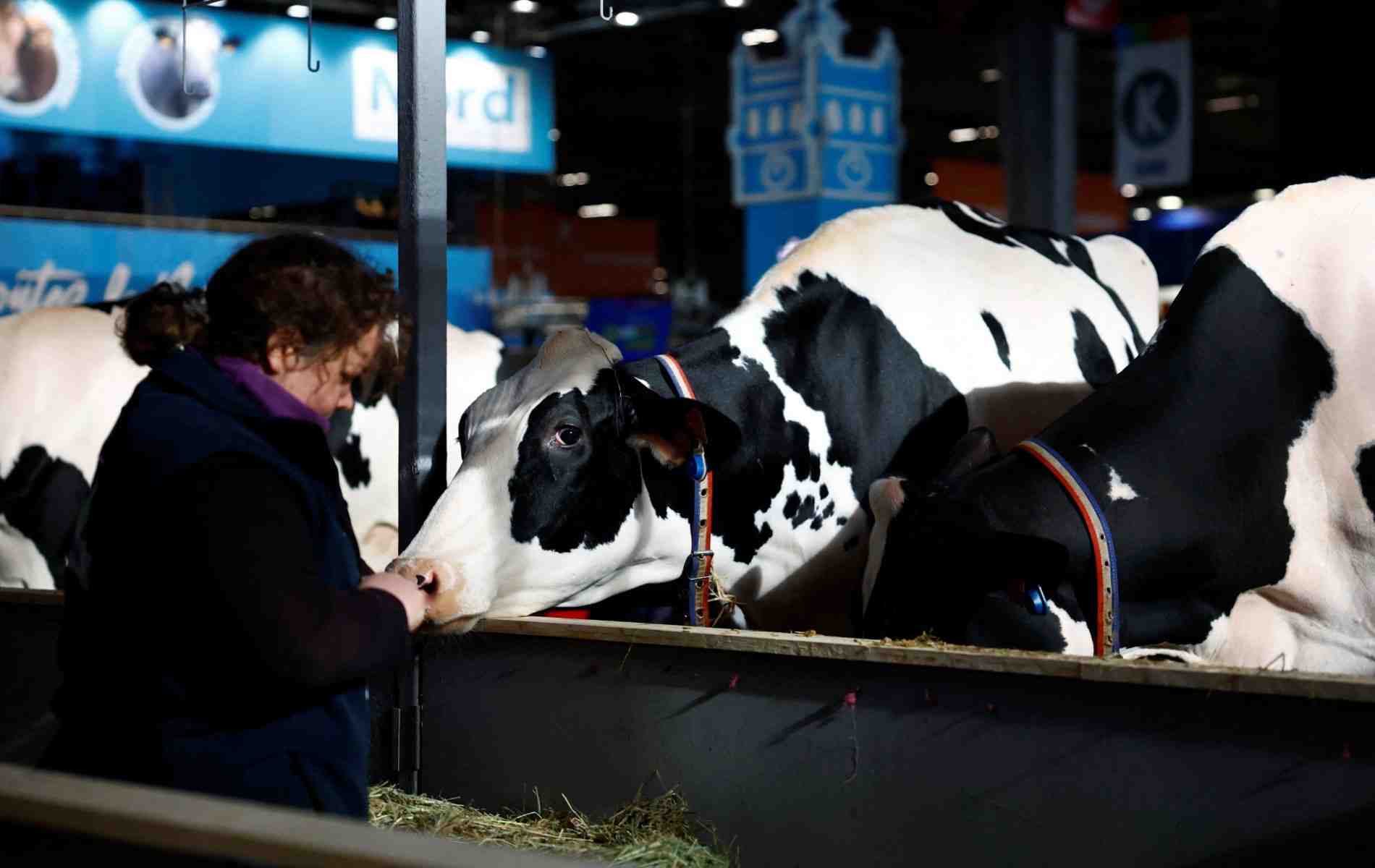 Le Salon de l'agriculture ouvre ses portes samedi 22 février.