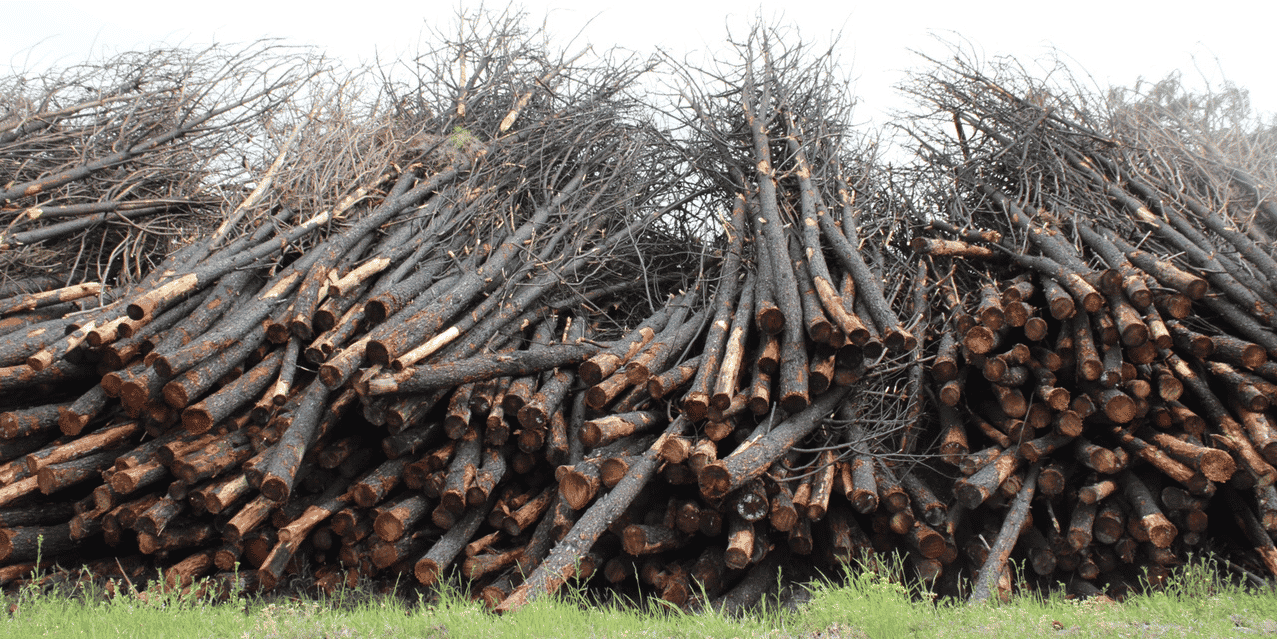 bois incendie hostens