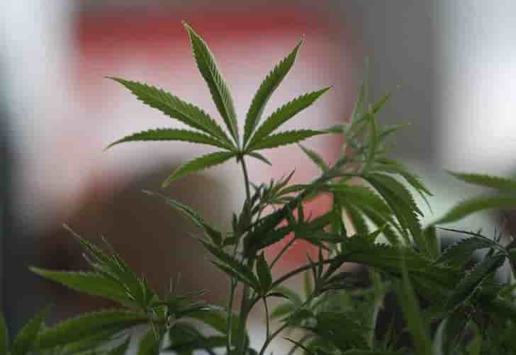 Pas de legalisation du cannabis envisagee