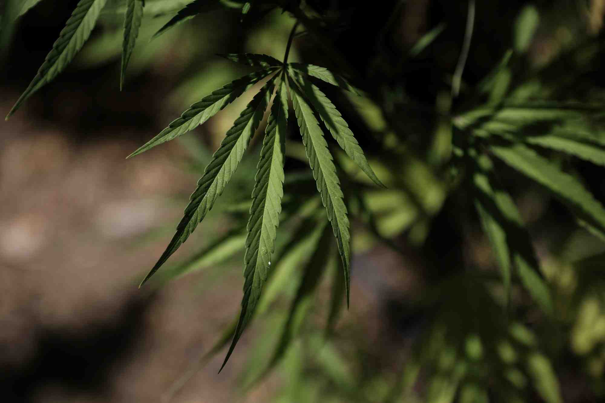 Le cannabis, victime collaterale du covid-19