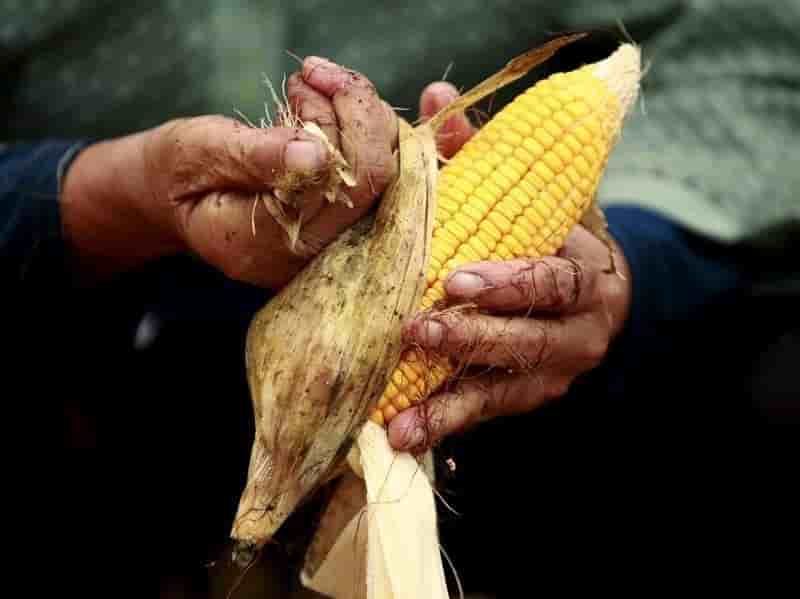 Greenpeace denonce la culture illegale de mais ogm en chine