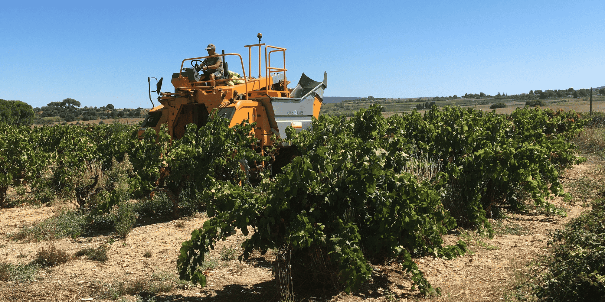 Les vendanges ont commencé en Languedoc-Roussillon, avec une récolte attendue très diversifiée selon les territoires,probablement sinistrée dans les Pyrénées-Orientales où la vigne a essuyé une sécheresse sévère.