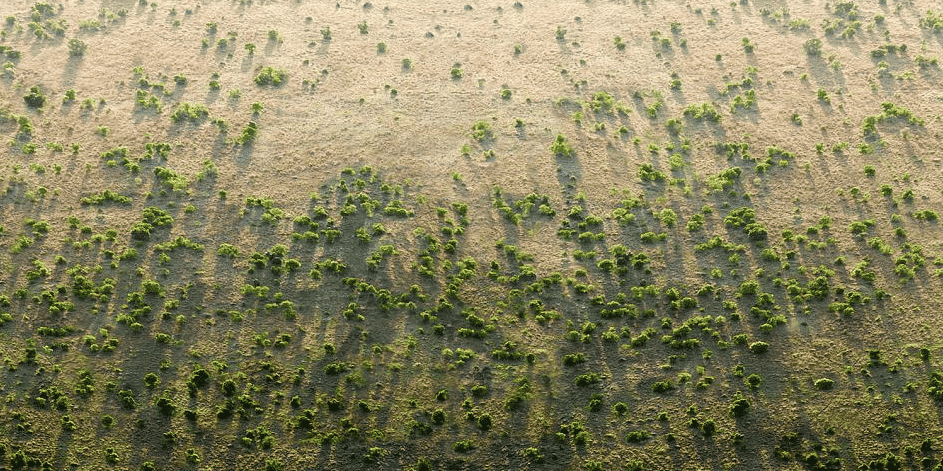 arbres foret afrique