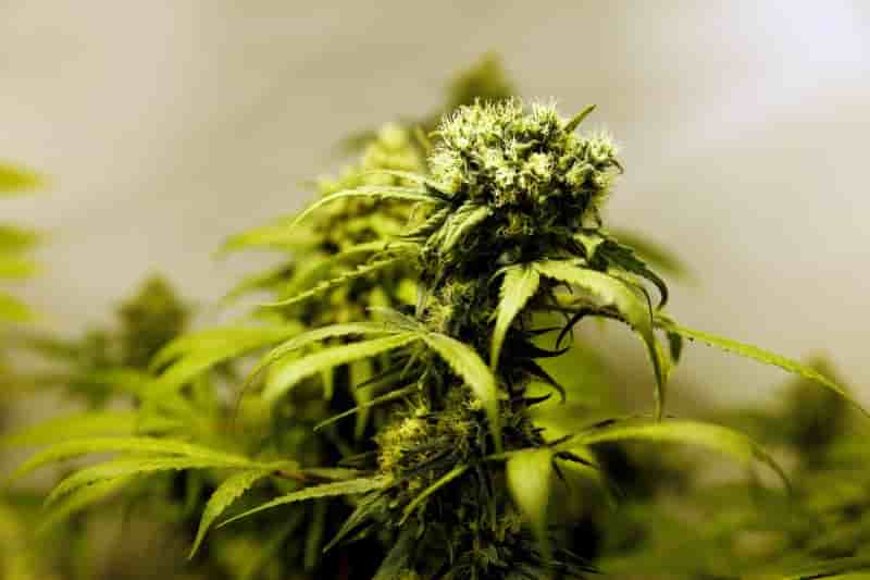 Cinq tonnes de cannabis saisies dans le sud-ouest de la france