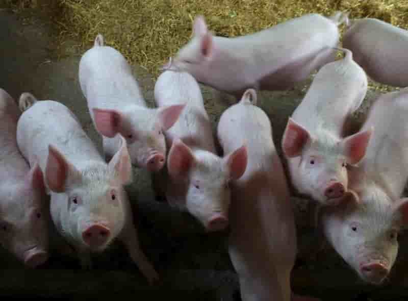 Co-entreprise franco-chinoise dans la sante animale