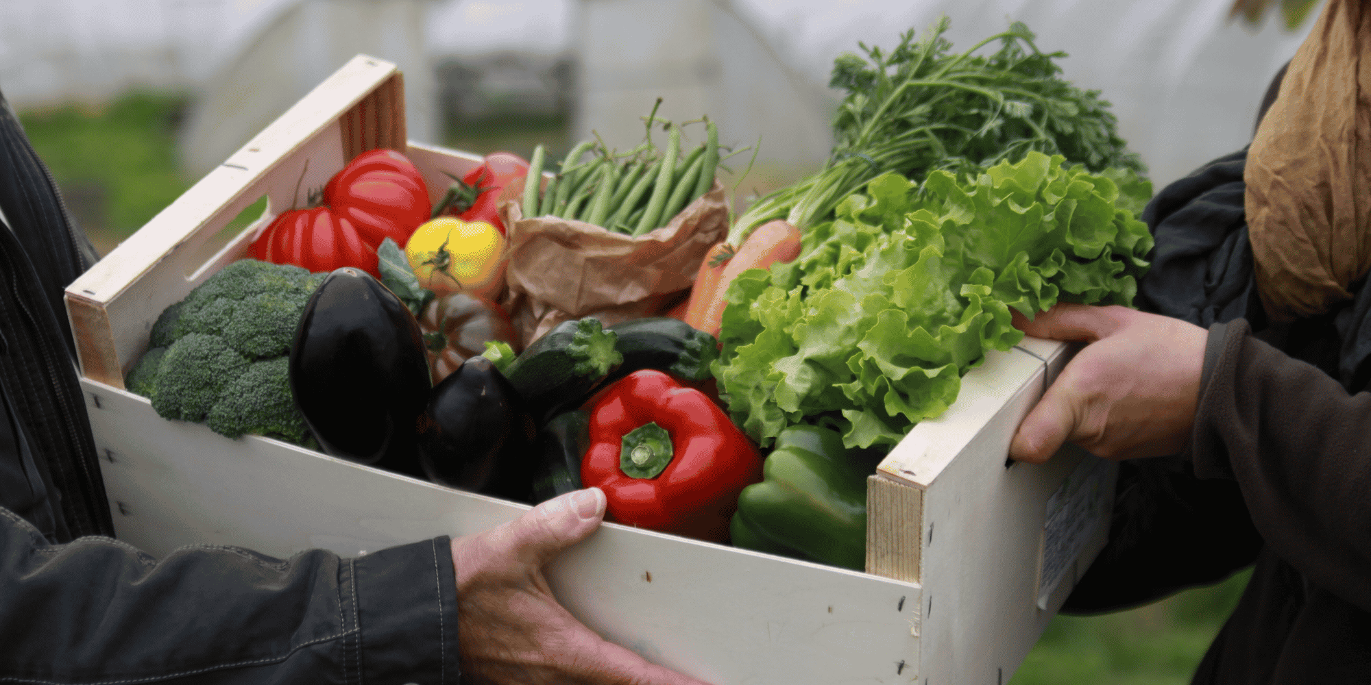"La situation est paradoxale au moins par l'iniquité qu'elle provoque : les nouvelles formes d'agricultures vertueuses sont réduites à rechercher par elles-mêmes d'autres alternatives de production et de distribution, alors que les moins vertueuses, fragilisées par le recours désormais impossible à la main-d'œuvre de l'Europe de l'Est, peuvent compter sur l'appui du ministère de l'agriculture pour recruter les volontaires aux champs."