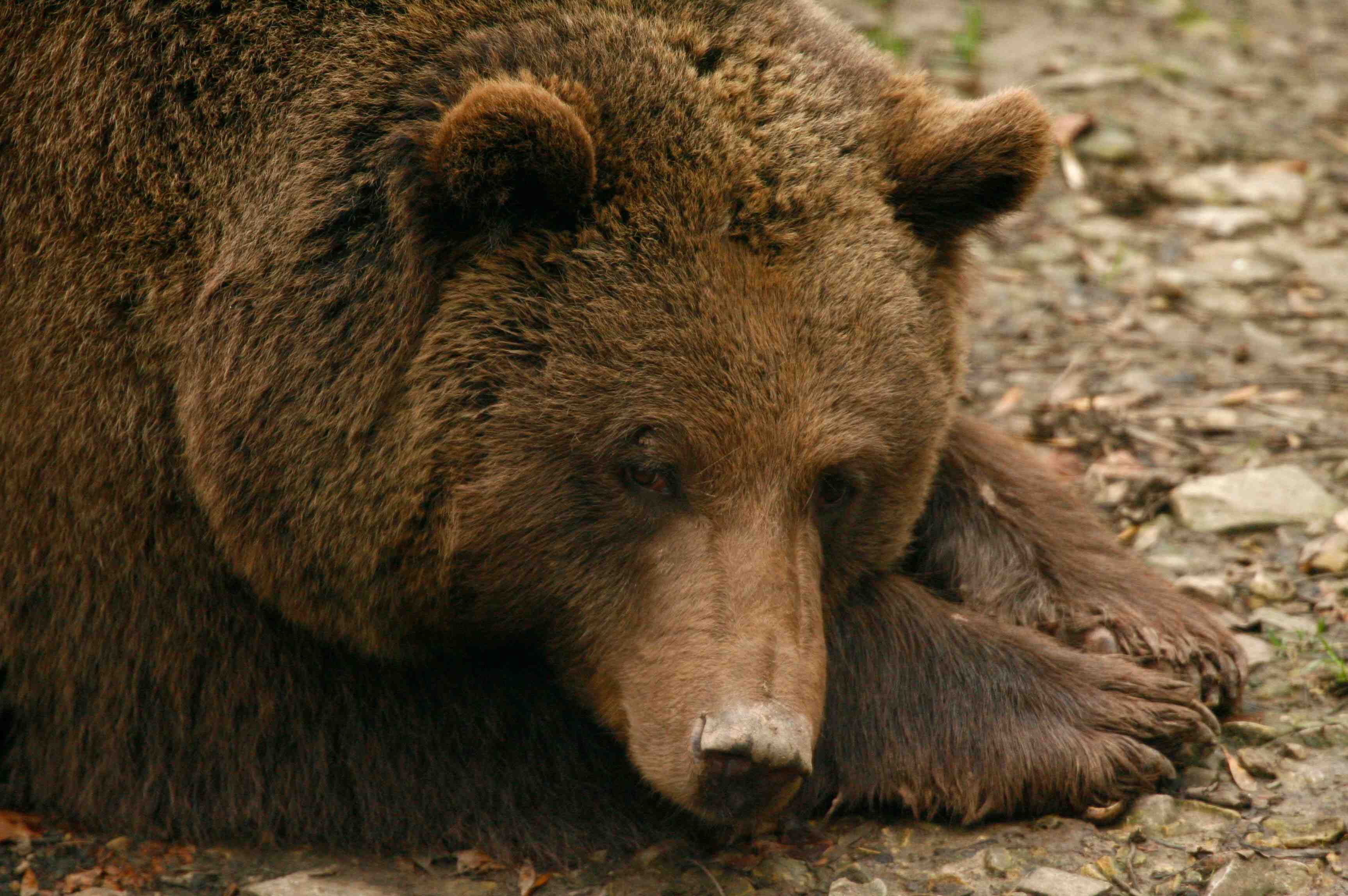 Des anti-ours menacent d'accueillir les ourses avec des armes