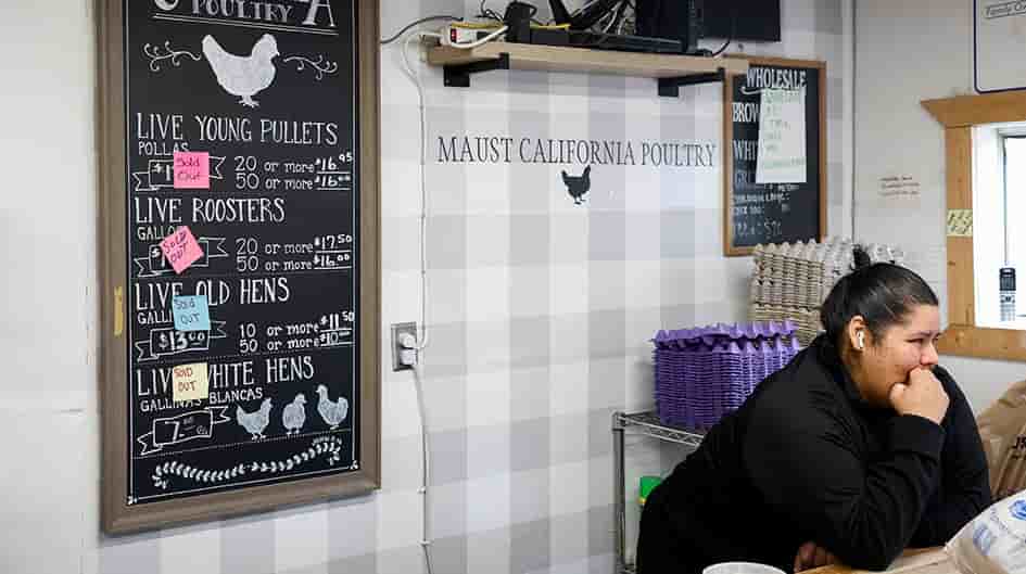 Les poules et coqs sont en rupture de stock dans cette exploitation de Chino, en Californie, le 6 mars 2025.