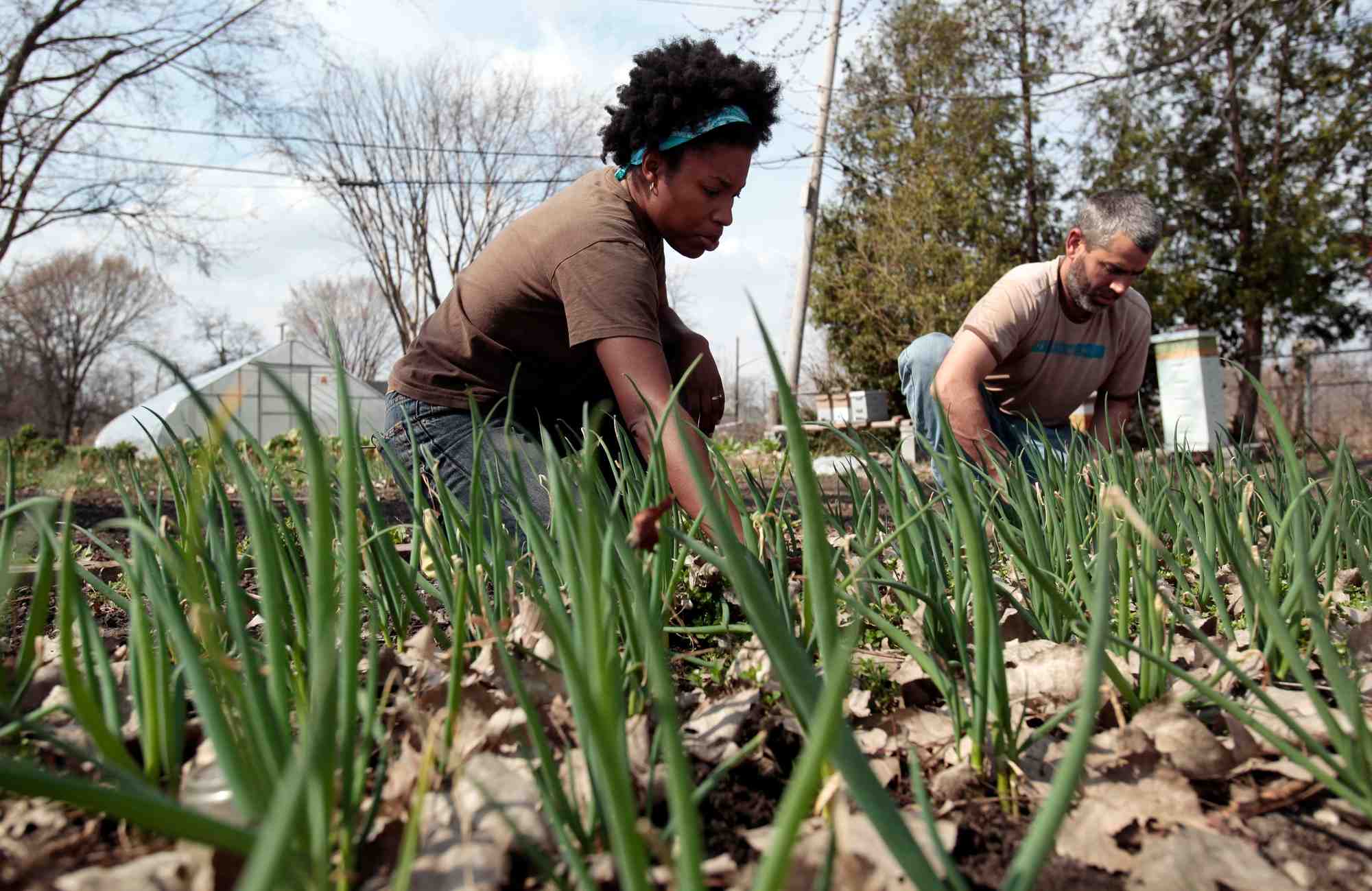"Le développement de nouvelles techniques de régénération végétale permet désormais d'augmenter significativement la productivité de l'agriculture urbaine, et donc de mener des expériences de production intéressantes sur de petites surfaces", soulignent Sabine Becker et François Rouillay.