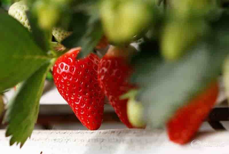 Des pesticides dans pres de trois quarts des fruits, selon un rapport