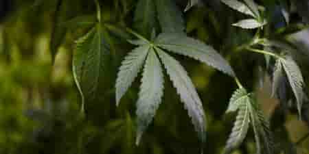 LE CANNABIS RESTE LA DROGUE LA PLUS CONSOMMÉE EN FRANCE