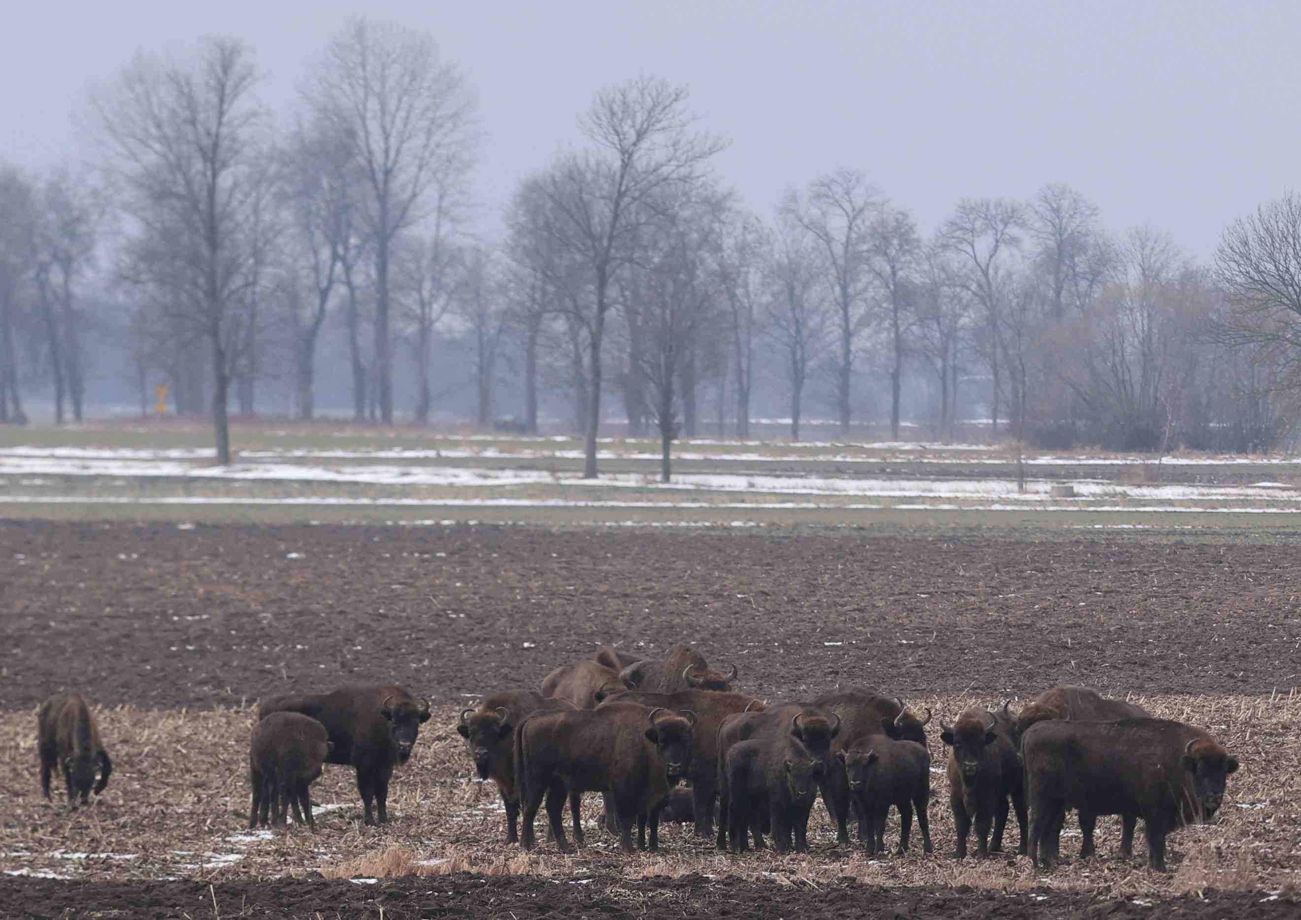 Appel a evaluer l’impact environnemental du mur anti-migrants en pologne