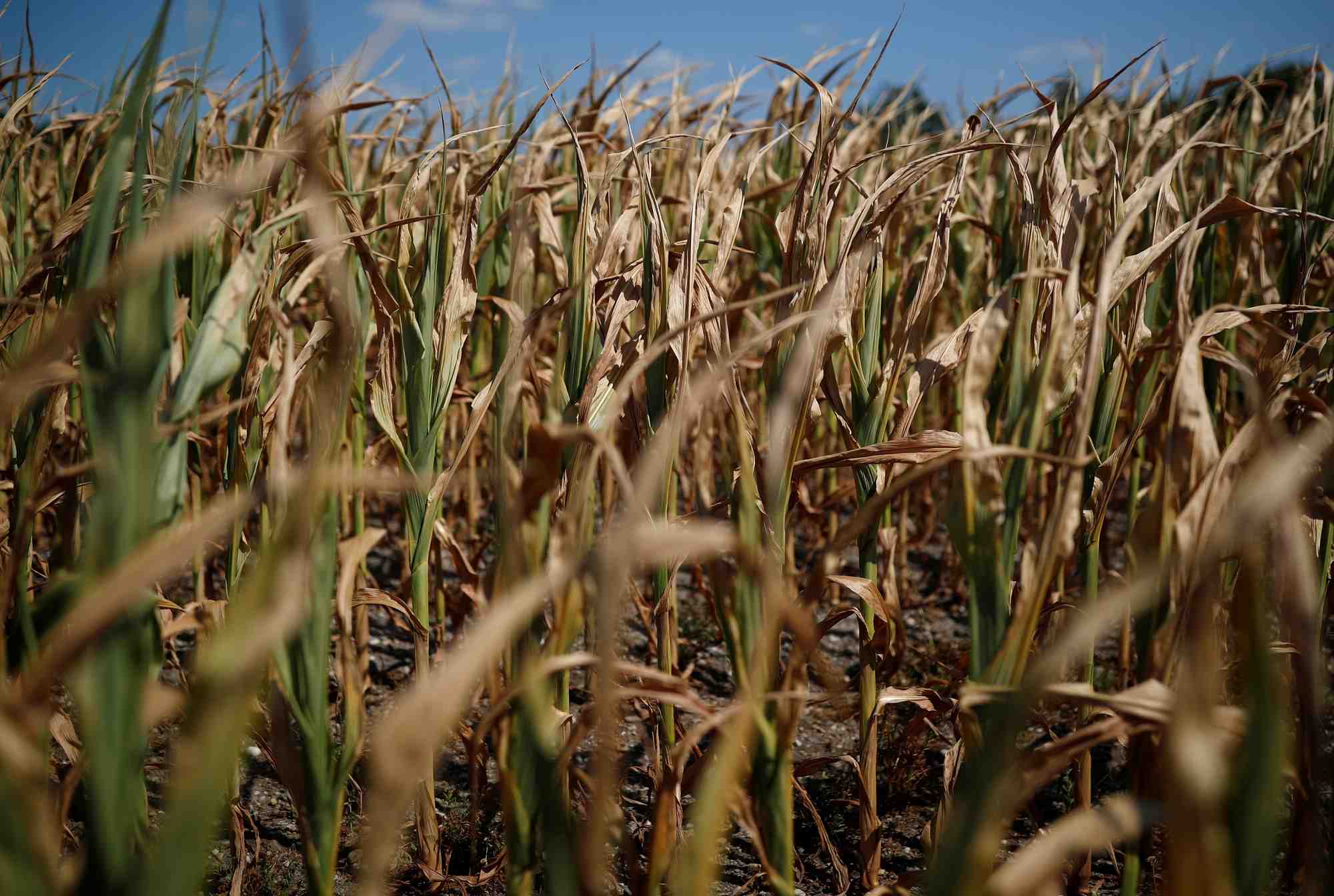 Canicule: paris demande a la ce d'anticiper des aides agricoles