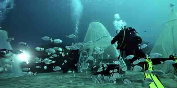 Relâcher de poissons par Ecocean