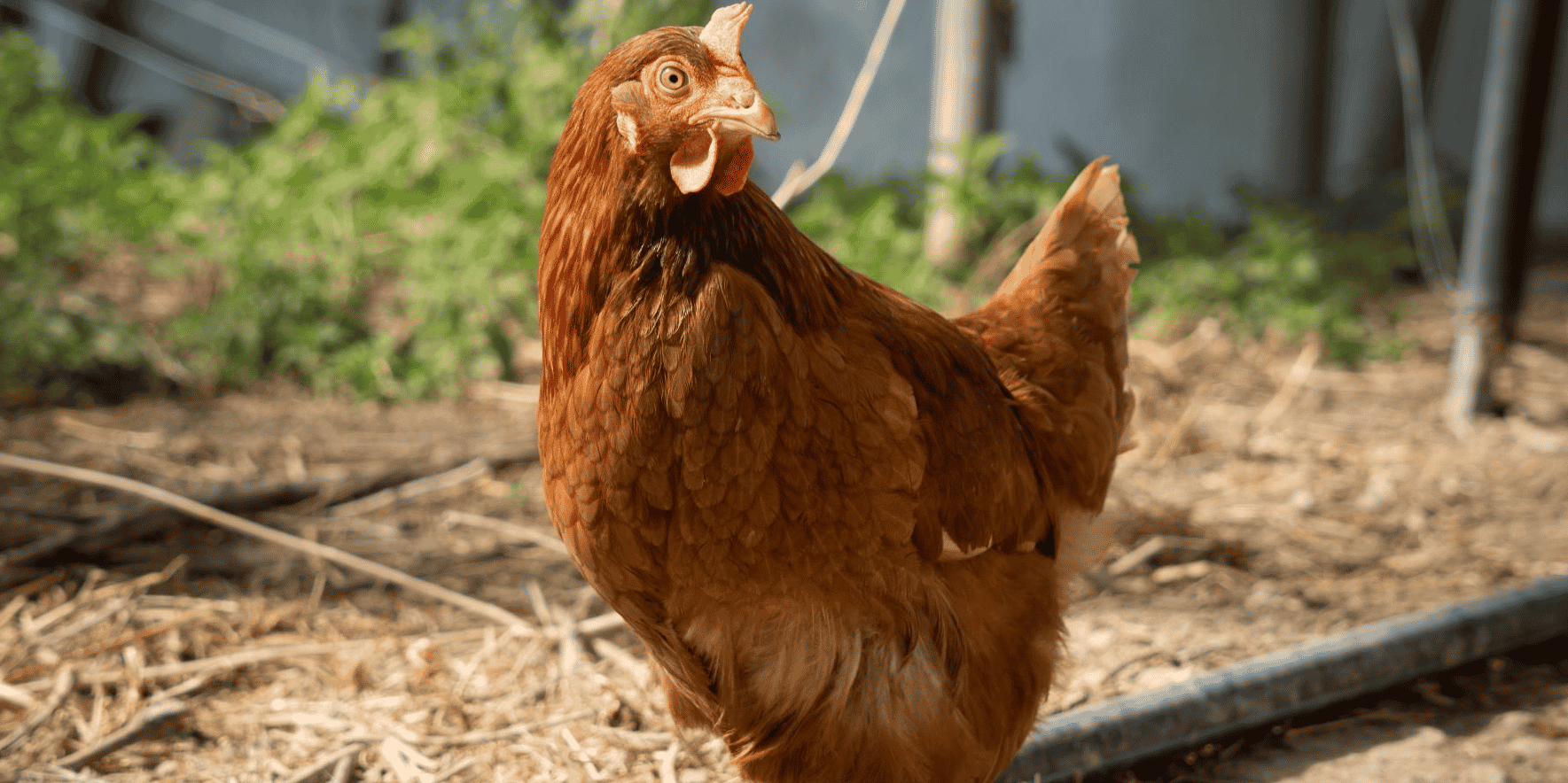 Poule.