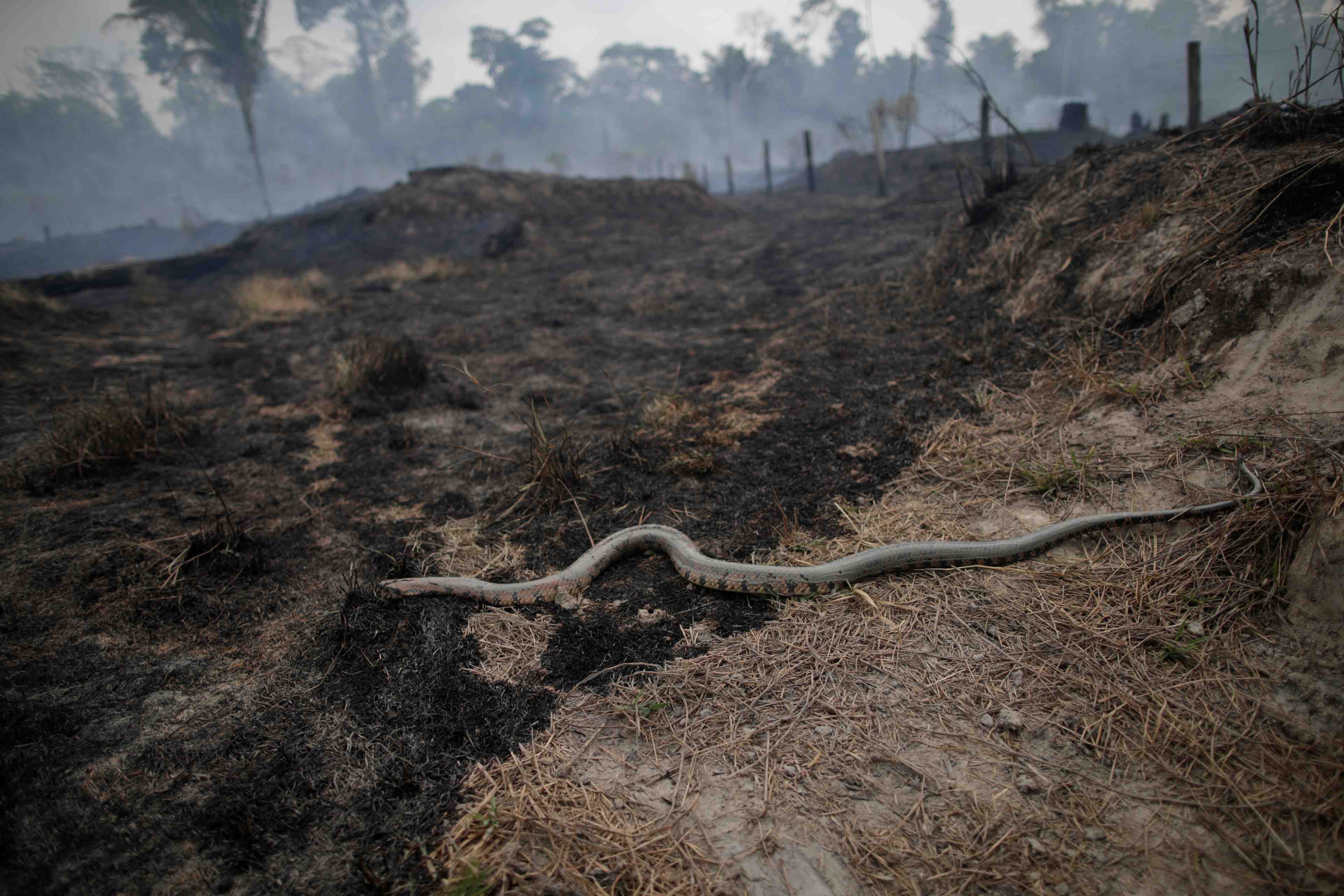 La pluie n'eteindra pas les feux de forets en amazonie, selon les experts