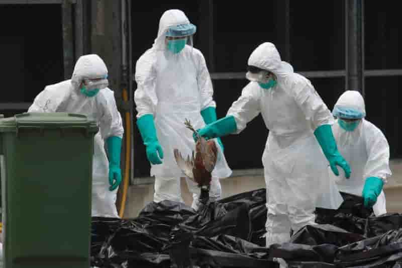 La grippe aviaire a fait 79 morts le mois dernier en chine