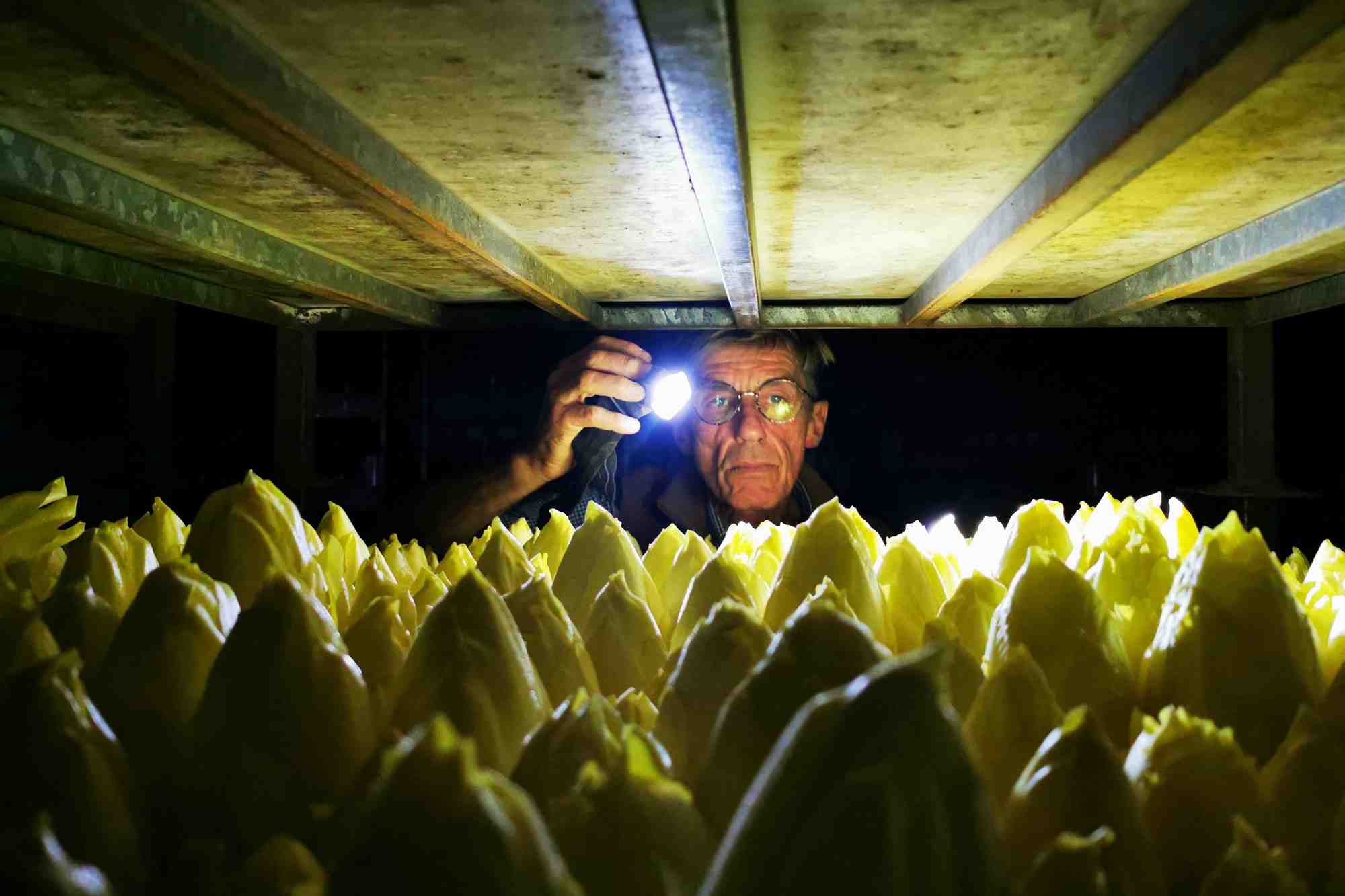 Le producteur d'endives emmanuel lefebvre tient une lampe de poche pour inspecter les endives qui poussent