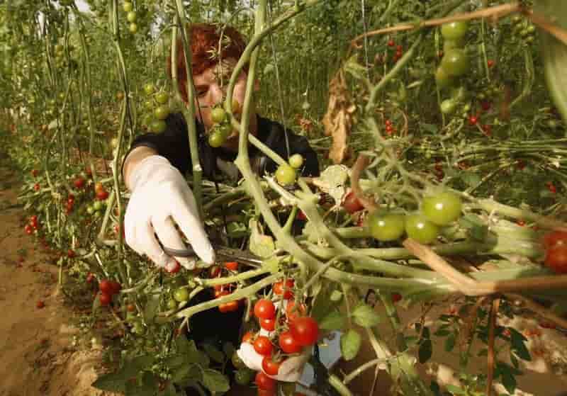 Israel va de nouveau importer fruits et legumes de gaza