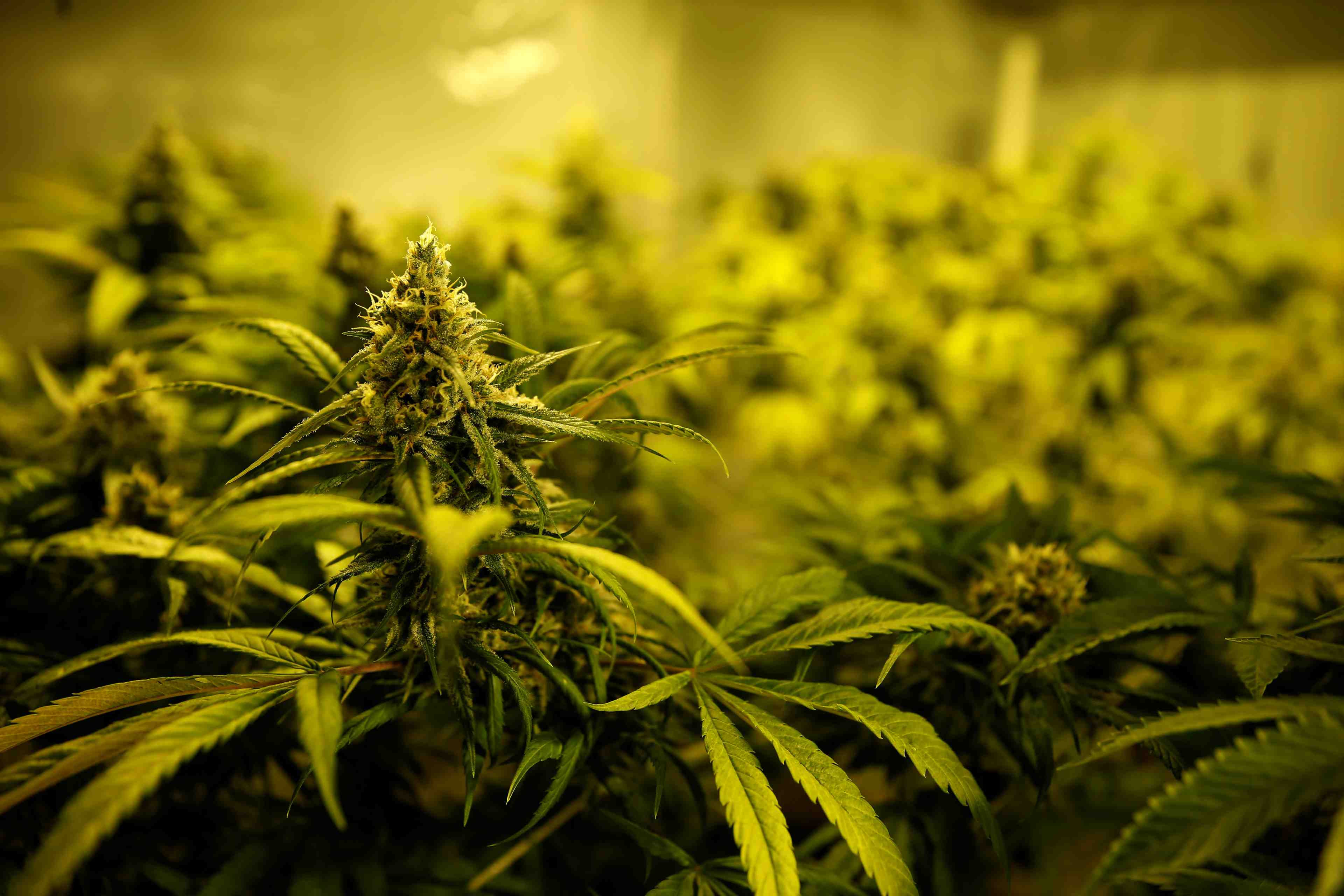 Altria discute d'un possible rachat du producteur de cannabis cronos