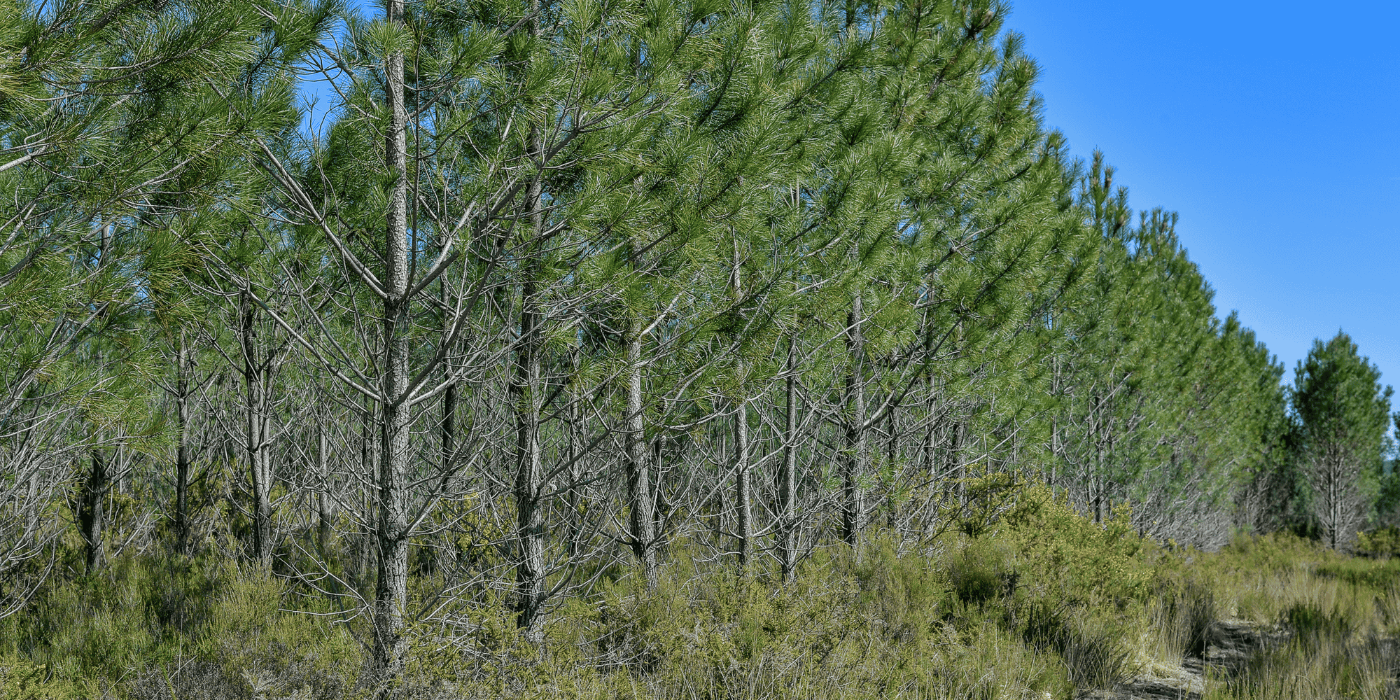 Bordeaux Métropole réfléchit à des mécanismes de "compensation" ou "d'indemnisation" pour les territoires dans lesquels elle vient prélever les ressources naturelles (eau, bois, électricité, production agricole) nécessaires à son fonctionnement et à sa croissance.