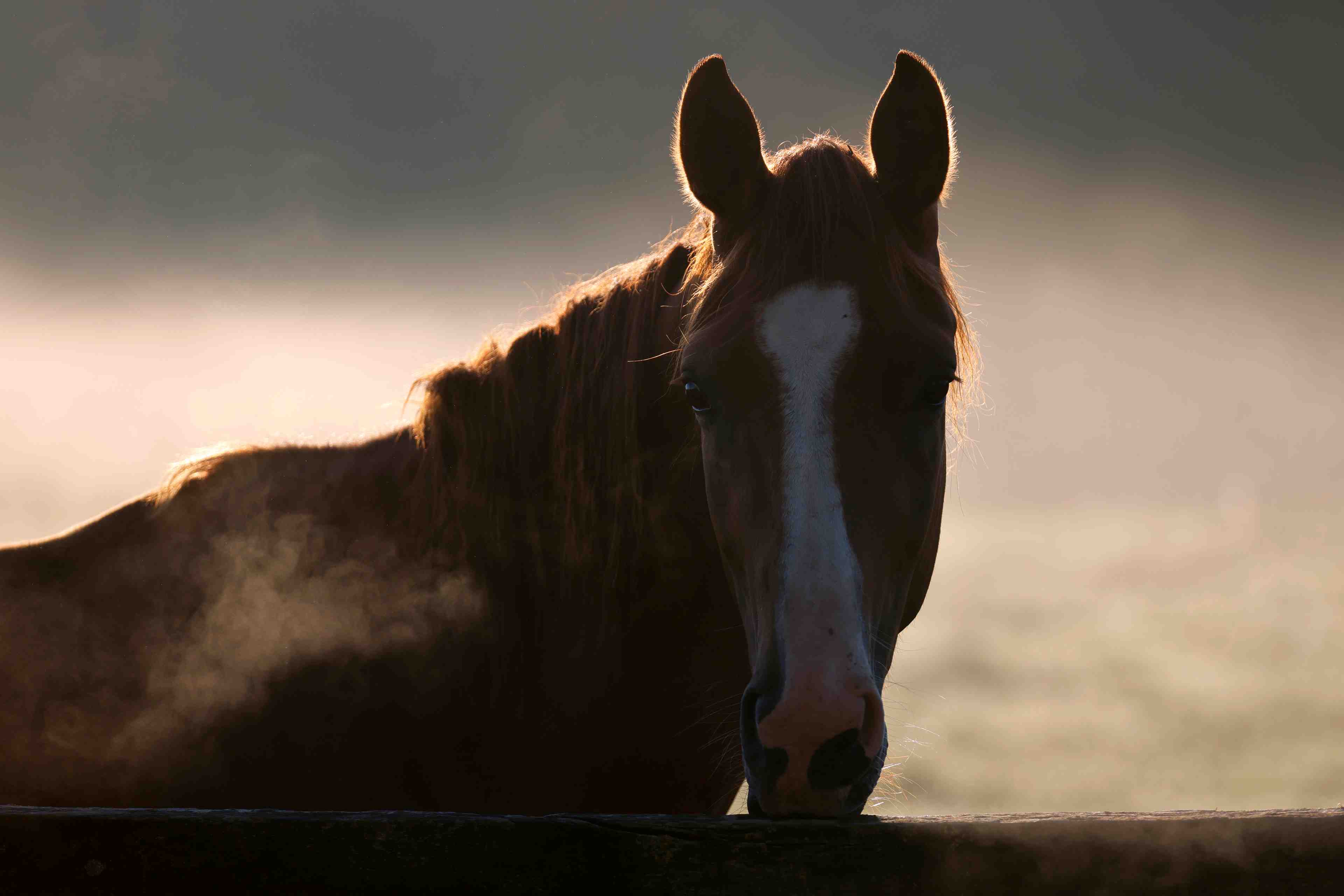 Chevaux mutiles: garde a vue levee dans le haut-rhin