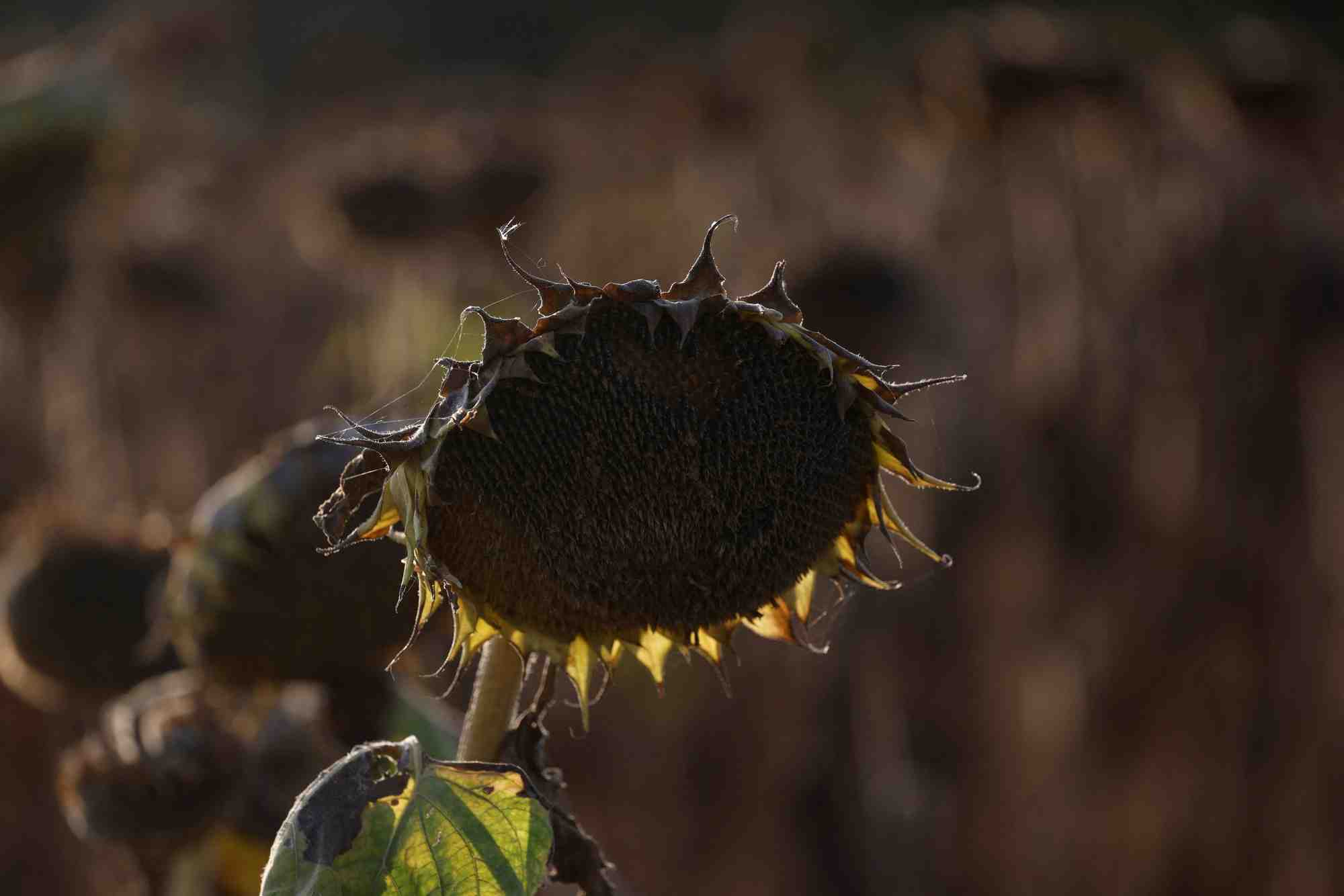 L'institut prévoit que des températures supérieures à 40 °C pourront se produire tous les ans, et des pics inédits de chaleur pourraient atteindre jusqu’à 50 °C.