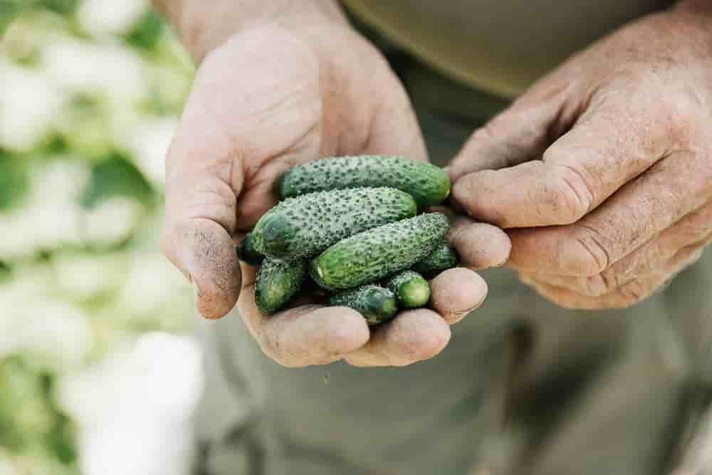 Pour répondre à un éventuel accroissement de la demande de cornichons français, handicapés notamment par une récolte annuelle unique (trois en Inde), des expériences de culture sous serre sont actuellement menées par certains producteurs du Loir-et-Cher. Objectif, augmenter leur fréquence.