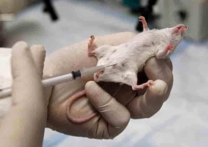 Découverte d'une molécule prometteuse contre Alzheimer