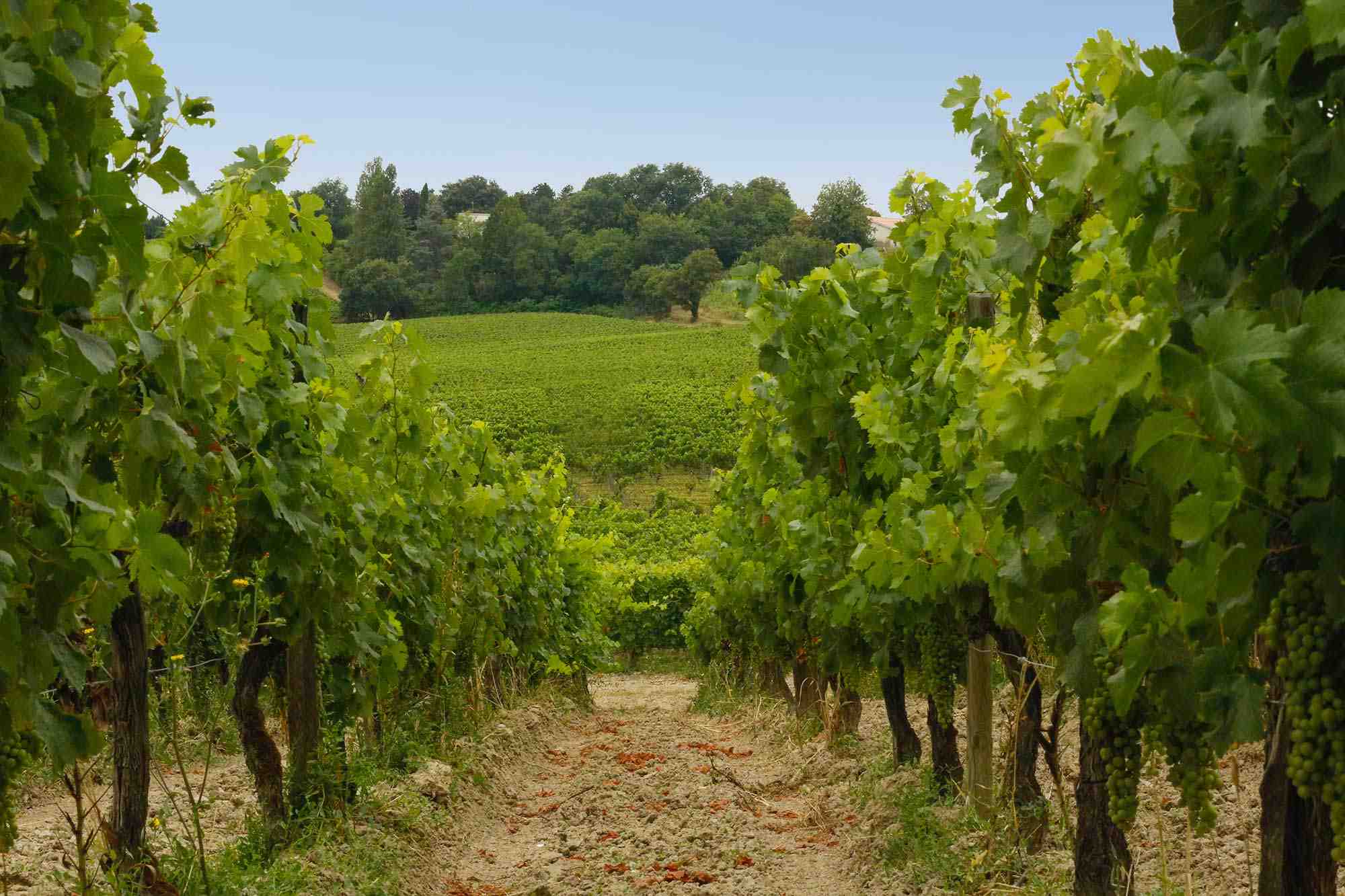 Vignes Château Moya Bordeaux