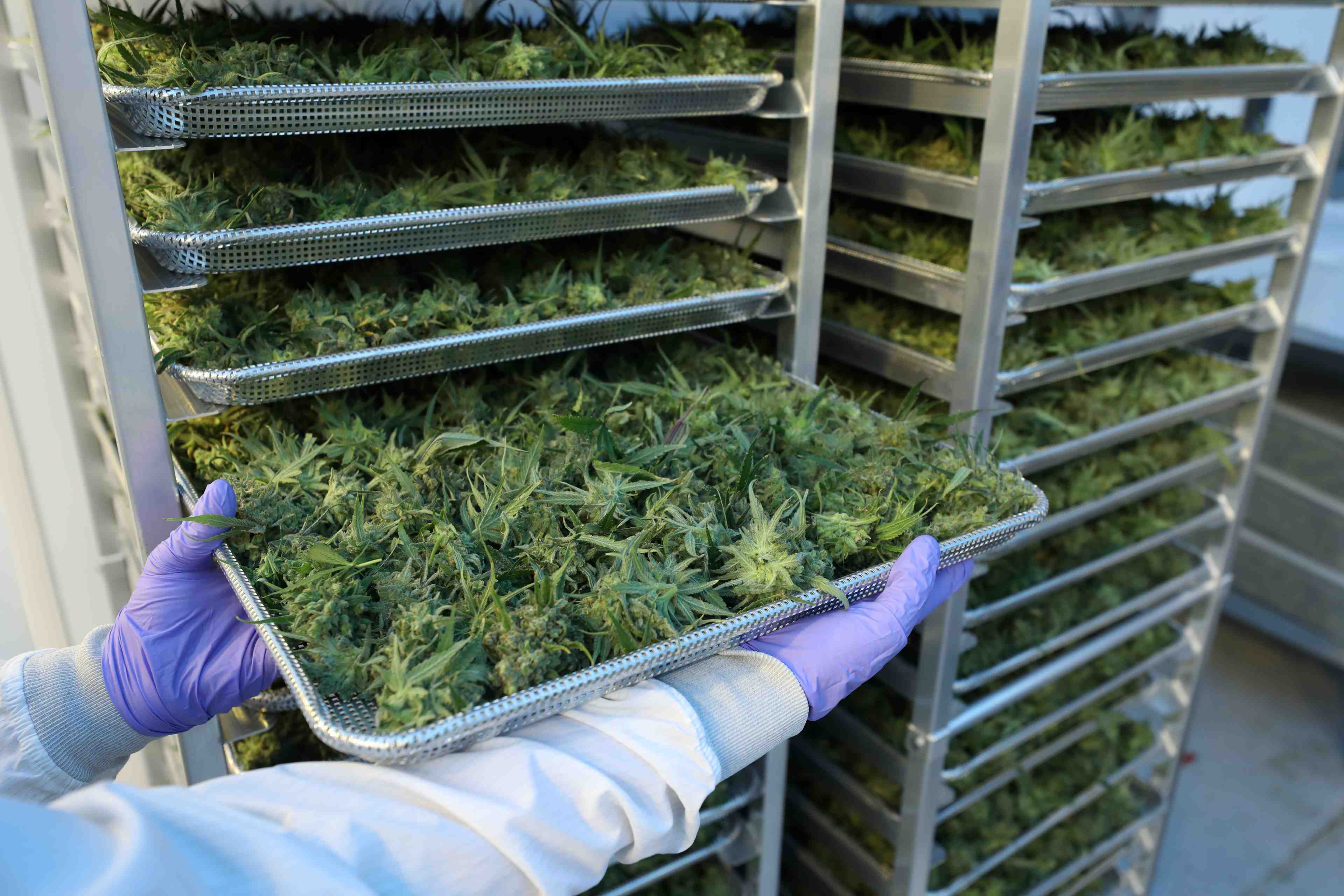 Altria prend 45% du producteur de cannabis cronos pour 1.8 millards de dollars