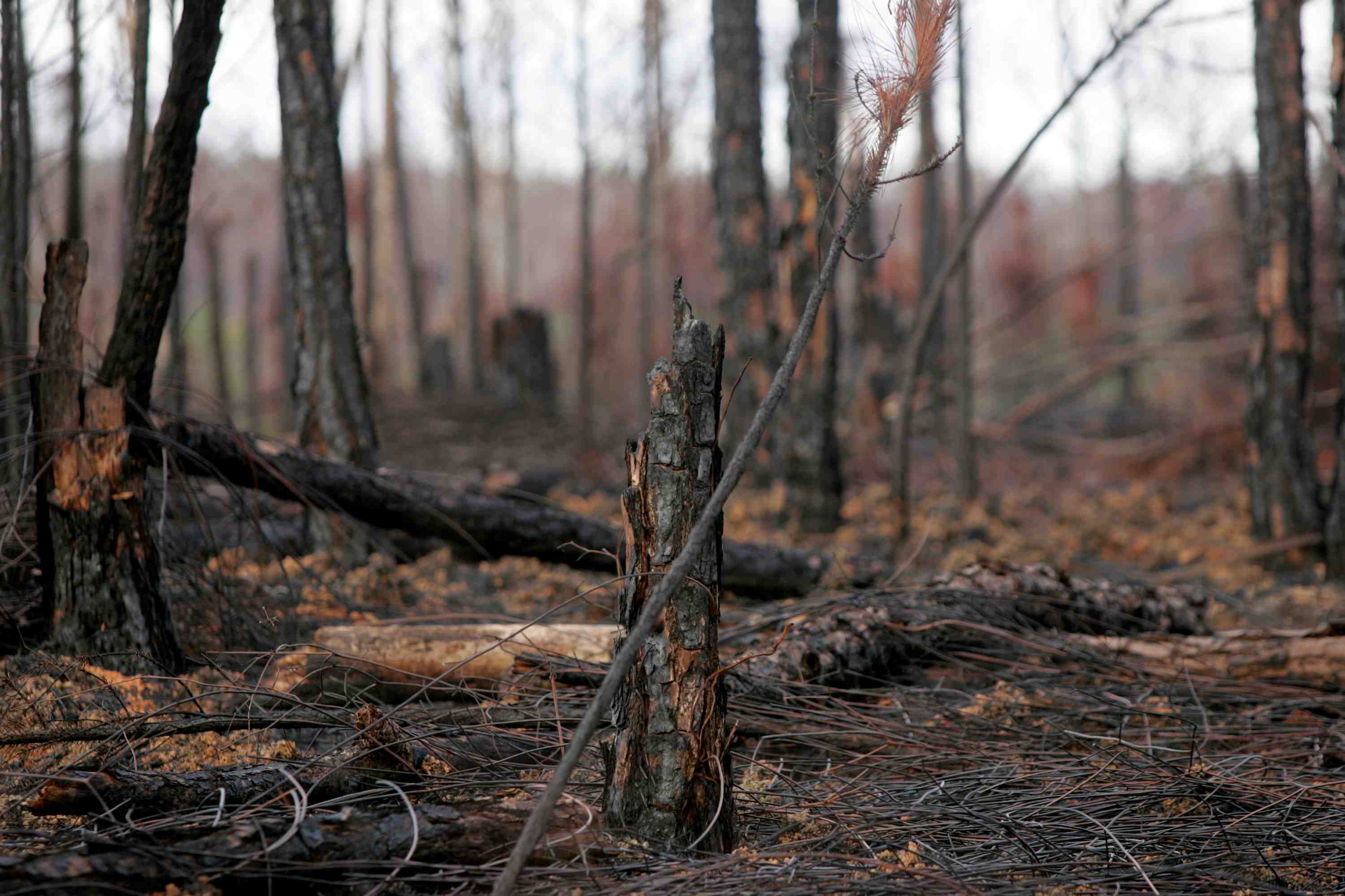 Plus de 150 hectares de pins detruits dans un incendie en charente-maritime