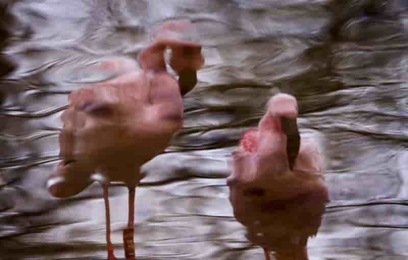 Hulot dit sa "honte" face a l'extinction de la biodiversite