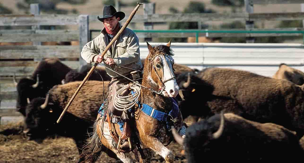 Laurent Balembois, gérant de la ferme des randals qui accueille plus de 100 bisons.