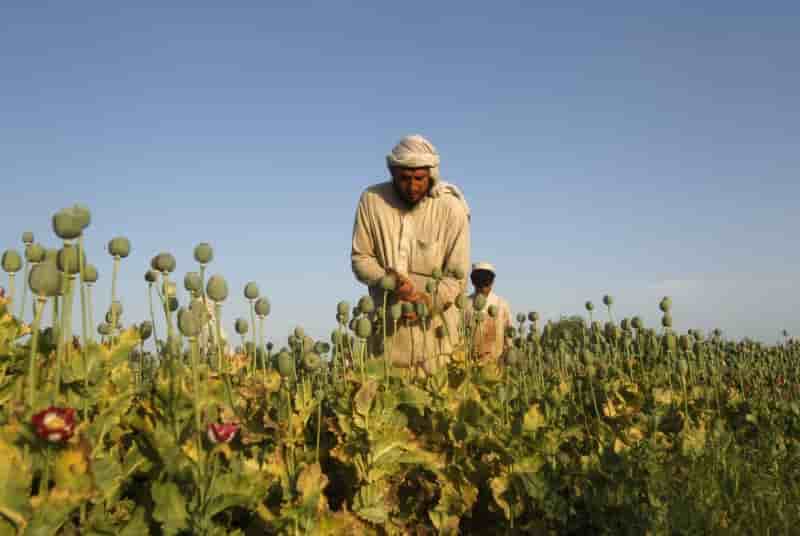 La production d'opium a un niveau record en afghanistan